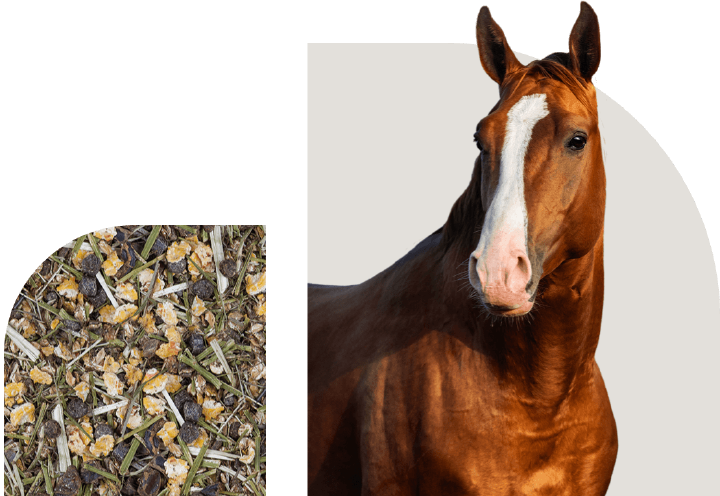 bild hoeveler sortiment pferdefutter basis